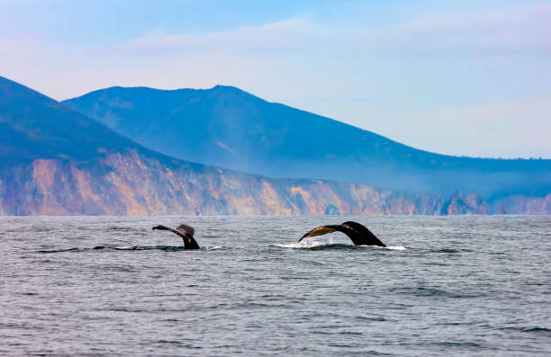 istock Two humpback whales swimming in the Pacific Ocean 1316952689