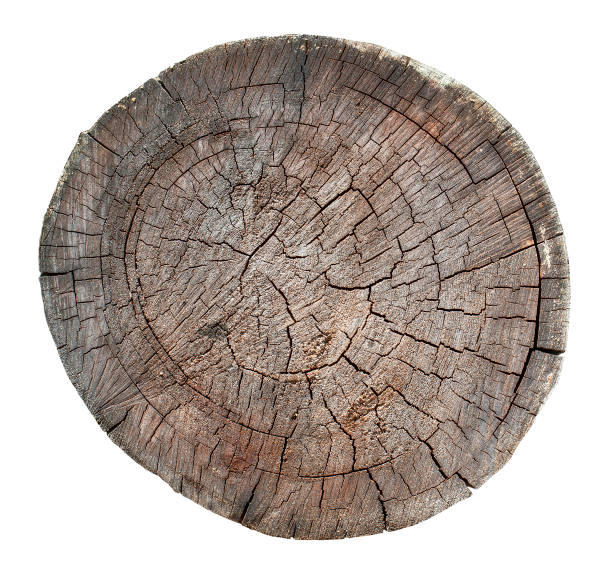 istock Wooden old stump, wood texture background isolate on white 1316952933