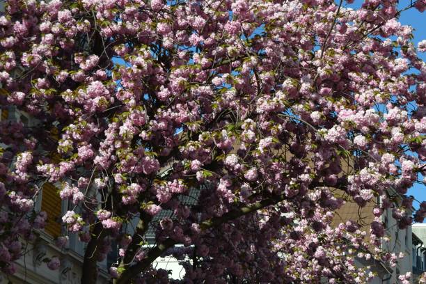 istock Cherry blossoms pink in background sky without sun but azure blue 1316953015