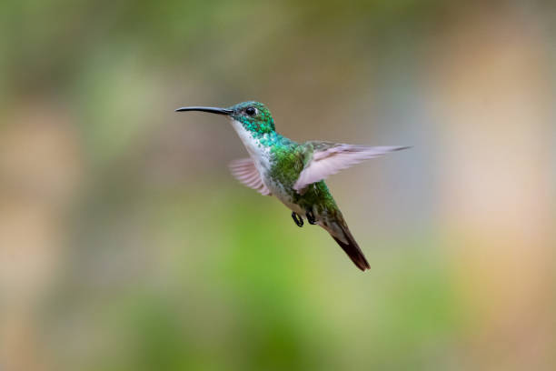 istock White-chested Emerald hummingbird (Amazilia brevirostris) hovering in the air with a soft blurred background. 1316953394