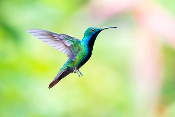 istock A Black-throated Mango hummingbird (Anthracothorax nigricollis) hovering in the air with a blurred pastel background. 1316953395