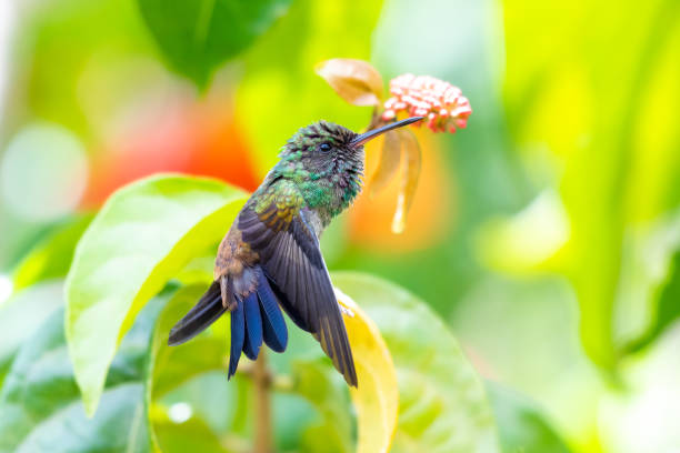 istock A juvenile Copper-rumped hummingbird (Amazilia tobaci) preening and stretching in a tropical setting. 1316953409