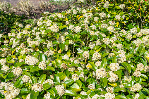Skimmia japonica 'Fragrans' a spring flowering shrub plant with a white springtime flower, stock photo image