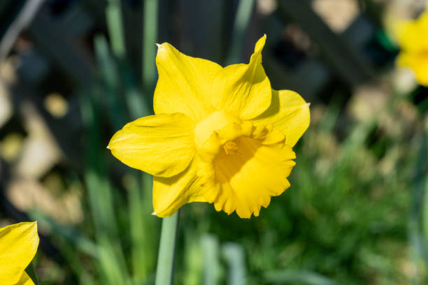 narciso (narciso) - daffodil winter narcissus yellow single flower fotografías e imágenes de stock