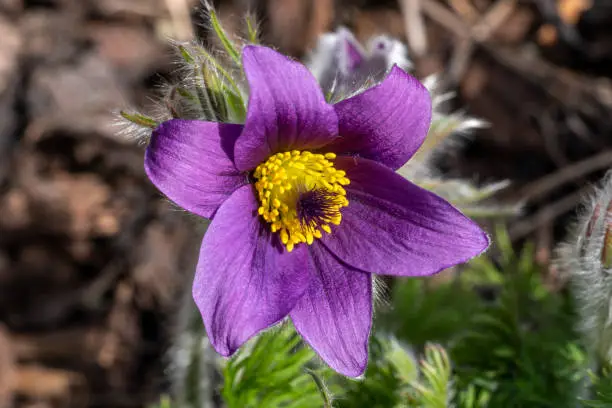Pulsatilla vulgaris a purple spring flowering plant commonly known as pasqueflower or meadow anemone which is in flower during March and April, stock photo image