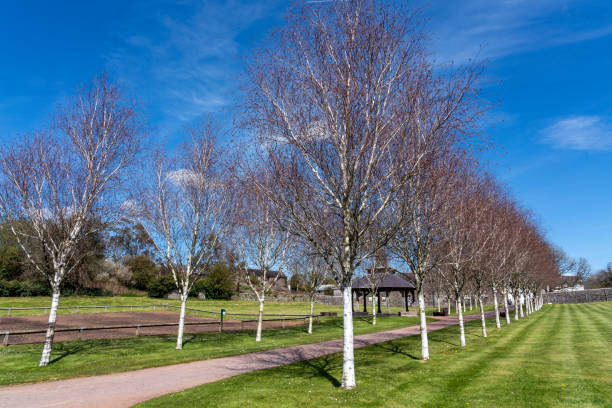 Line of Himalayan Birch trees (Betula utilisat) Line of Himalayan Birch trees (Betula utilisat) along a pathway at the National Botanic Garden of Wales which is a popular travel destination tourist attraction landmark, stock photo image betula utilis stock pictures, royalty-free photos & images