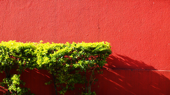 Shrub shading the red wall. Plant in urban environment.