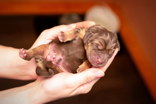 istock Woman's hands hold newborn brown puppy 1316958027