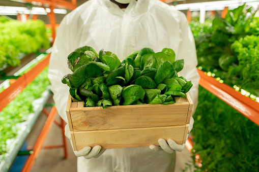 Close-up of unrecognizable agroengineer in protective workwear standing with box of green seedlings at vertical farm