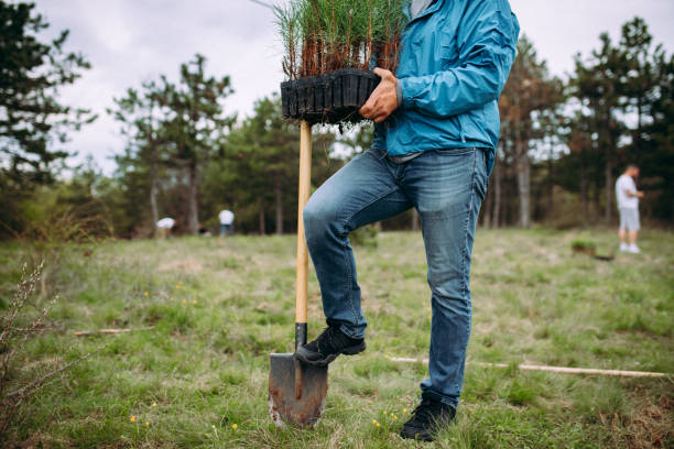 istock The man is planting conifers 1316958643