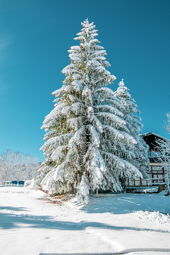 Portrait view of big green tree covered with fresh snow. Daylight, winter motif  in Gorski Kotar, Croatia.