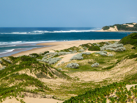 Dunes in the back beach covered with Beach bean, Gullfeed and other halophyte vegetation on the Indian Ocean side on KaNyaka Island, in Southern Mozambique