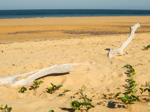istock Driftwood on Portuguese Island, Maputo Bay 1316960137