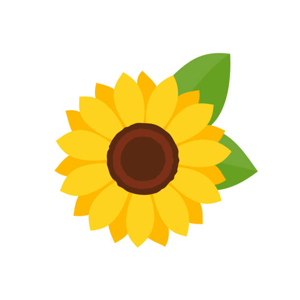 ilustrações de stock, clip art, desenhos animados e ícones de vector yellow sunflower. sunflower silhouette text frame isolated on white background. - sunflower