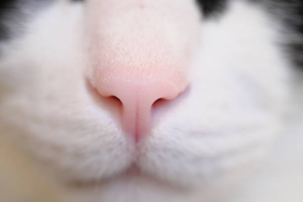 istock Cute cat's mouth and nose up 1316960266