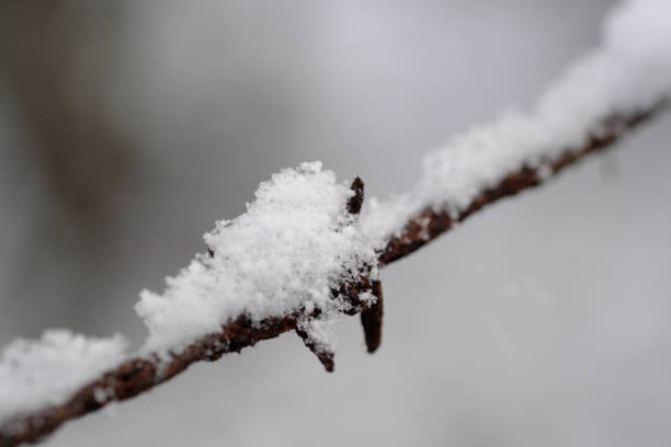 istock Up of snow on barbed wire 1316961004