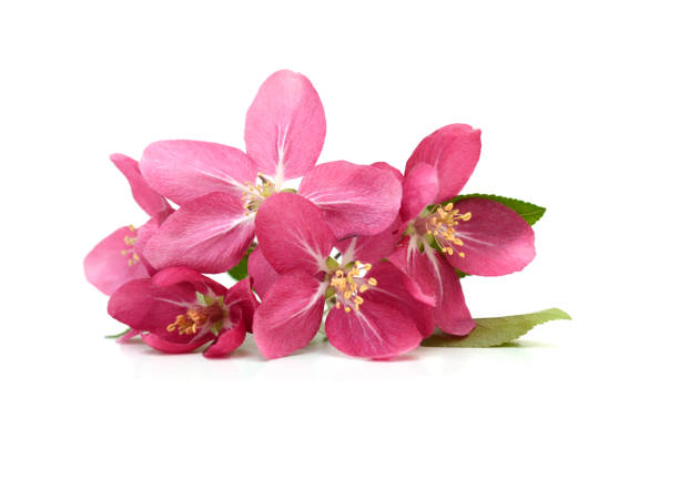 istock Pink cherry blossom lay down on white 1316962436