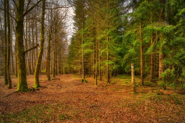 beautiful landscape at the Rennsteig in Thuringia