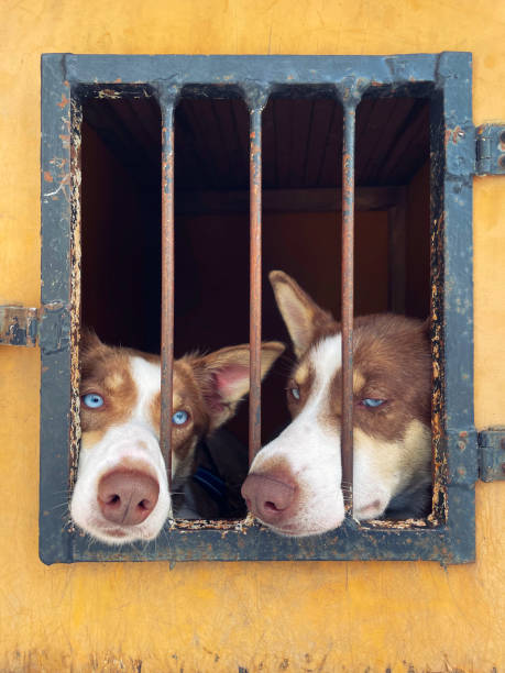Two sibling sled dogs in a cage for travelling purposes.