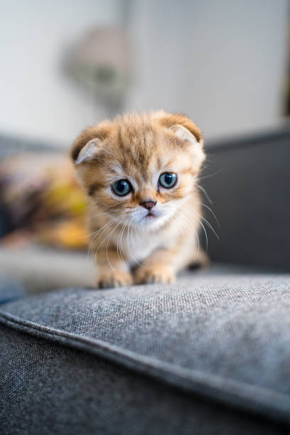 British Shorthair cat kitten