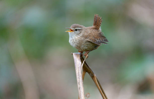 istock Wren,Troglodytes troglodytes 1316964174