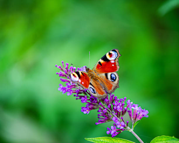 istock butterfly sits on a flower and collects nectar on a blurred green background. 1316965192
