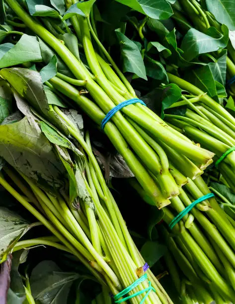 Stalks of Water Spinach, known in Southeast Asia as Kangkong, tied with rubber bands and sold at a public market.