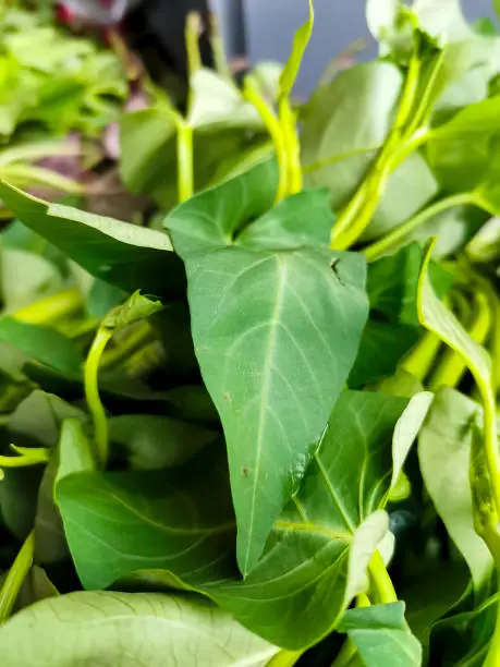 Closeup of Water Spinach, known in Southeast Asia as Kangkong, for sale at a local vegetable market.