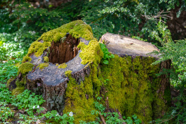 moos bedecktbaumen baumstumpf im wald - moose covered stock-fotos und bilder