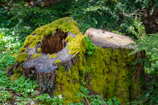Moss covered tree stump in the woods