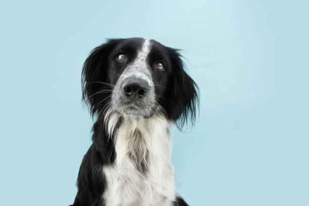 istock Attentive and listening border collie dog tilting head side. Isolated on blue colored background 1316967341