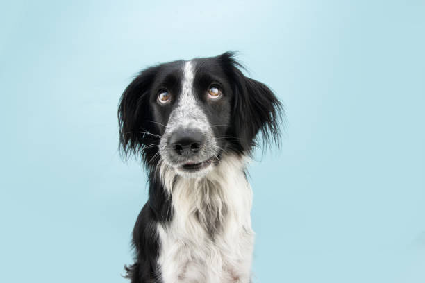 istock Funny face dog looking eyes up Isolated on blue colored background 1316967351