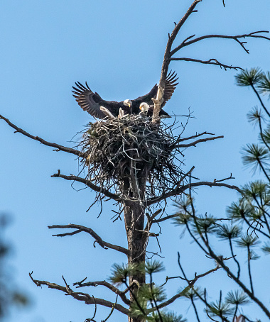 Adult eagles building a nest for their young eaglets.