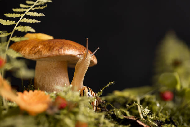 istock Cute snail with striped shell crawls around big boletus mushroom growing through moss and fallen leaves in the forest 1316970886