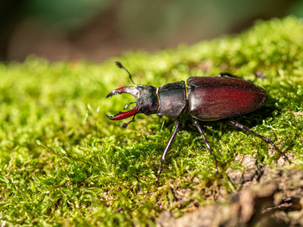 istock Stag beetle, Lucanus cervus, wildlife big insect 1316972187