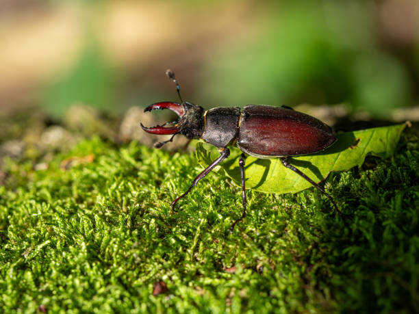 istock Stag beetle, Lucanus cervus, wildlife big insect 1316972192