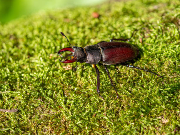 istock Stag beetle, Lucanus cervus, wildlife big insect 1316972203