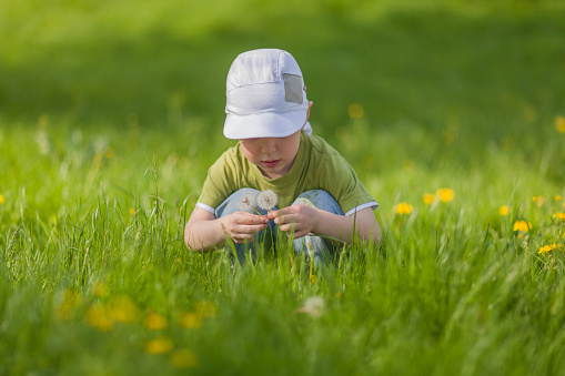 A four-year-old boy is playing with dandelions. In the field, it is surrounded by luscious fresh green grass. You can see yellow flower heads around. The boy is wearing a green sleeveless T-shirt, jeans and a lilac cap. Simple pleasure. He is enjoying beautiful nature and the sunny day, laughing happily. Early morning. May 06, 2012. Somewhere near City of Chekhov. Moscow Area. Russia