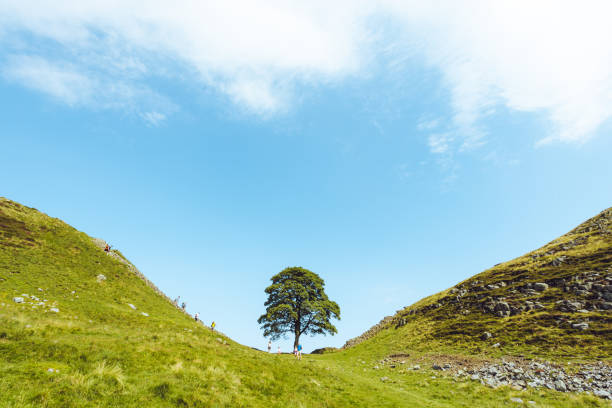 Northumberland UK: Sycamore Gap on Hadrians Wall up close with vibrant colours Northumberland UK: Sycamore Gap on Hadrians Wall up close with vibrant colours (with people in shot for scale) northumberland stock pictures, royalty-free photos & images