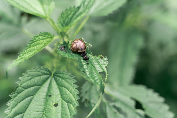 istock snail nippled on green leaves of young nettle 1316974140
