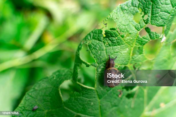 Slak Eet Planten In Het Bos Park Probleem Stockfoto en meer beelden van Slak - Slak, Tuin, Naaktslak