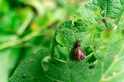 snail eats plants in the forest. park problem. Shallow depth of field