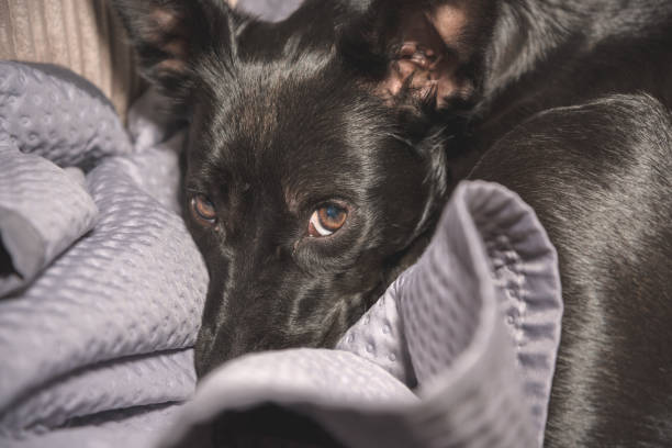 istock Black homeless dog found new home 1316974790
