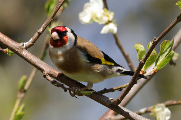 istock Elegant Goldfinch (Carduelis carduelis) 1316974874