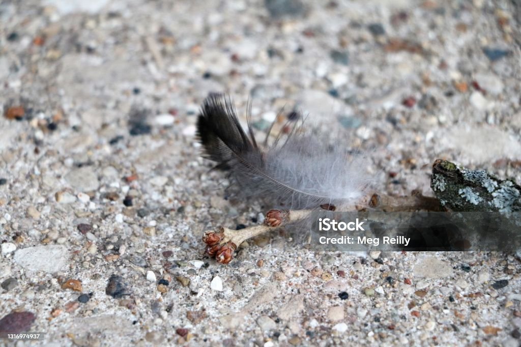 Fether Pics Feather Stock Photo - Download Image Now - Close-up, Color Image ...