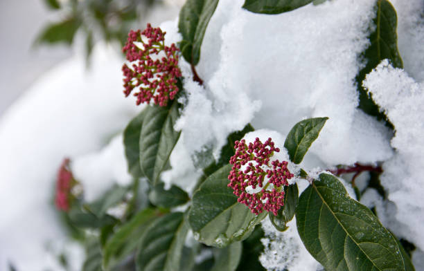 winterblüte - viburnum stock-fotos und bilder