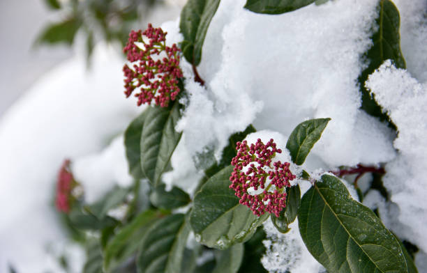 Winter blossom Laurestine (Viburnum tinus) and red skimmia flowers, viburnum stock pictures, royalty-free photos & images