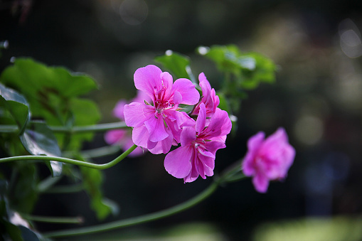 Pink flowers of ivy-leaved pelargonium in istanbul
