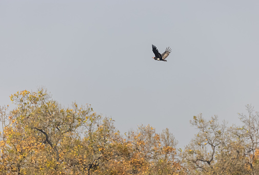 Red headed vulture flying in forest of jm corbett national park.