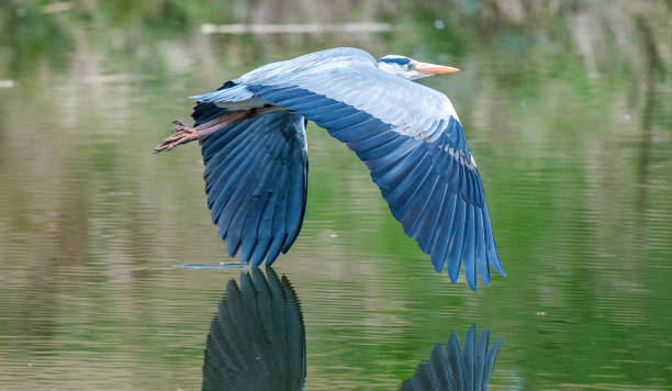 istock a heron flying near to waters edge 1316976559